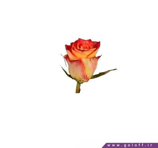 خرید اینترنتی گل رز - گل رز هلندی سیرکس - Rose | گل آف